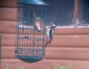 Great Spotted Woodpecker Feeding On Cocunut Treat