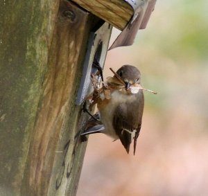 Pied Flycatcher