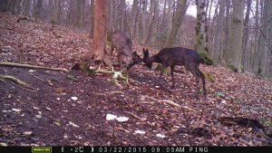 European Roe Deer black and common "clothed" buck