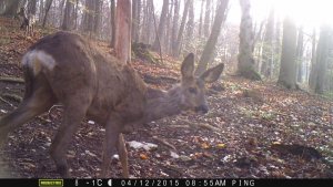 Yearling doe and buck of European Roe Deer