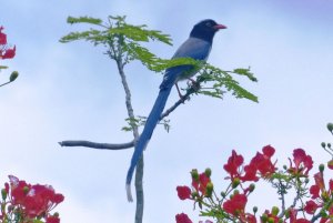 Blue Magpie