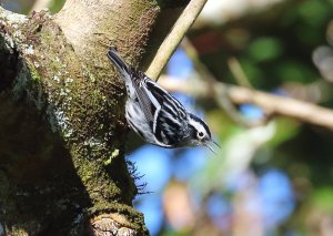 Black and White Warbler