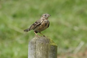 Meadow Pipit