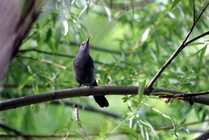 Catbird in tree