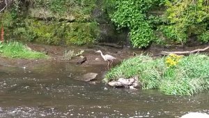 Heron At A Waterfall