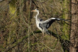 Grey Heron