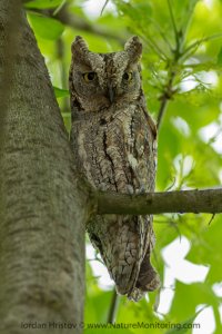 Scops Owl