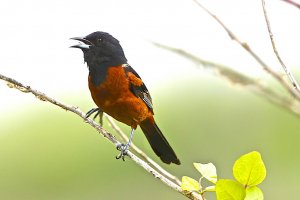 Orchard Oriole (male)