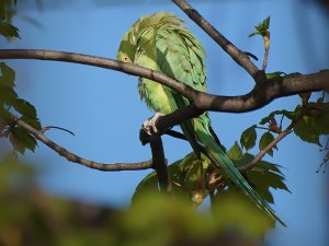 Ring-necked Parakeet - juvenile