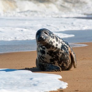 grey seal