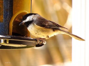 Chickadee