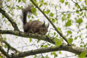 red squirrel