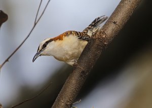 Rufous-naped Wren