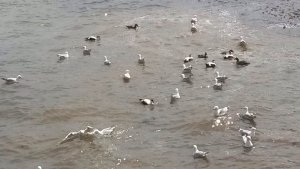 Eider Ducks & Gulls At North Berwick Beach