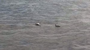 Eider Ducks At North Berwick Beach
