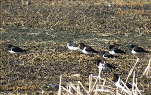 Oystercatchers and friends