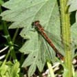 Large_Red_Damselfly