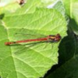 Large_Red_Damselfly_1_