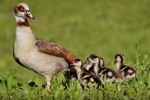 Egyptian Goose and Goslings