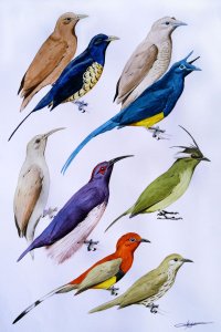 Hypothetical birds of paradise and bowerbirds