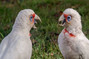 Long Billed Corellas..... A caption neded