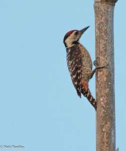 Fulvous Breasted Woodpecker