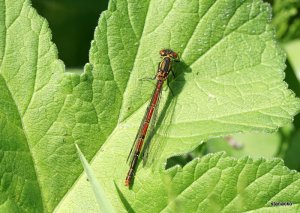 Large_Red_Damselfly1