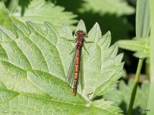 Large_Red_Damselfly_3