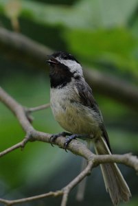 Carolina Chickadee