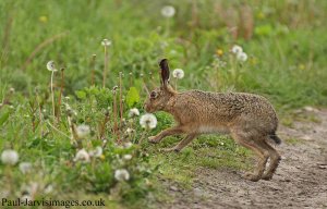 Morning Hare !!