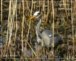 Grey Heron