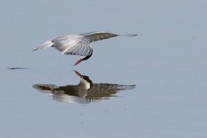 Whiskered Tern surfacee feeding