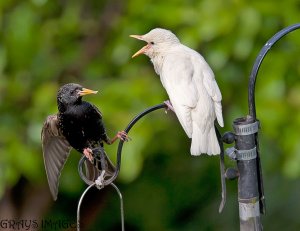starling feeding chick