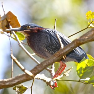 Green Heron