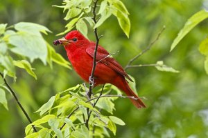 Summer Tanager (male)