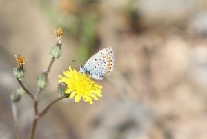 Common Blue Butterfly