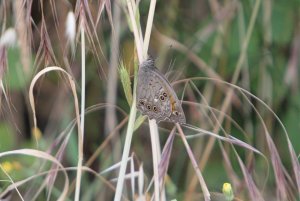 Lattice Brown Butterfly