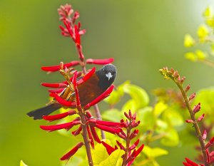 Orchard Oriole (male)