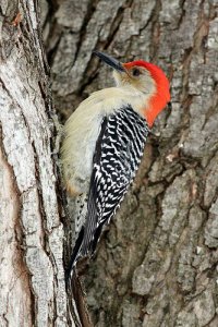 I love it when I get to see this woodpecker.