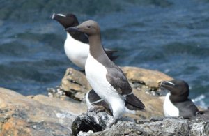 Guillemot