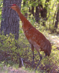 Sandhill Crane