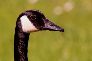 Canada Goose Portrait