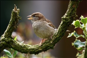 Sparrow