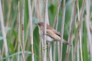 Reed Warbler