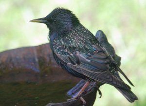 Eurasian Starling