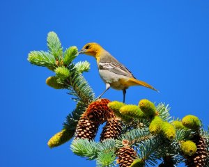 Female Bullock's Oriole