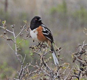 Spotted Towhee