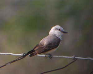 Scissor-Tailed Flycatcher Chick