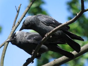 jackdaws discussing the state of affairs