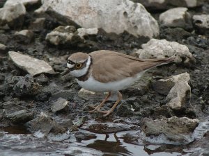 Little Ringed Plover